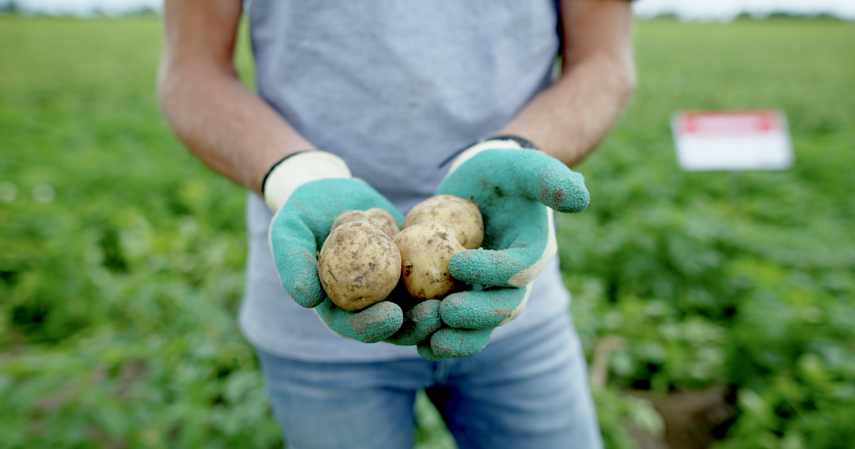 Spotato meet Norman › HZPC